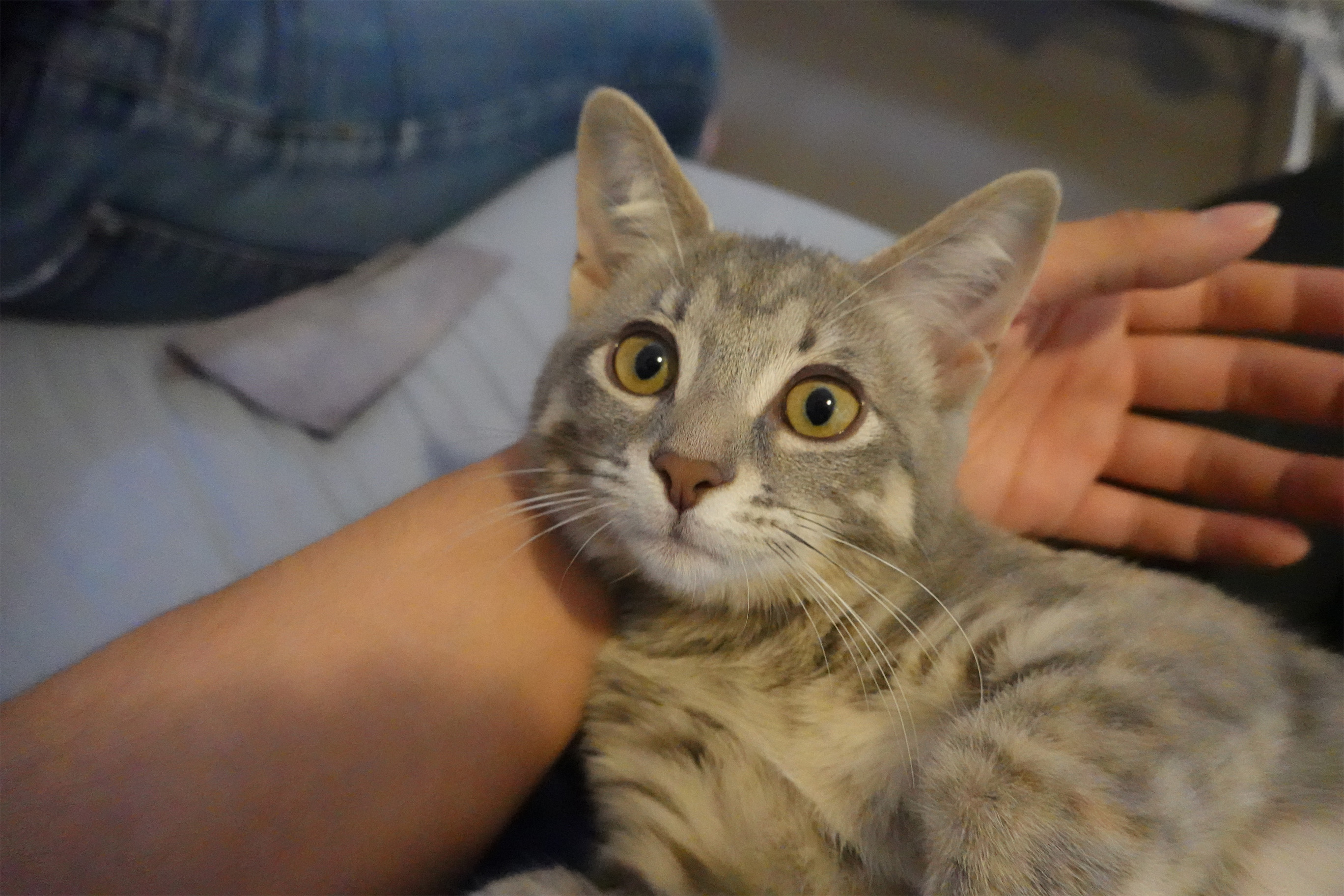 Lyra